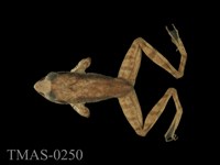 藏品(長腳赤蛙)的圖片